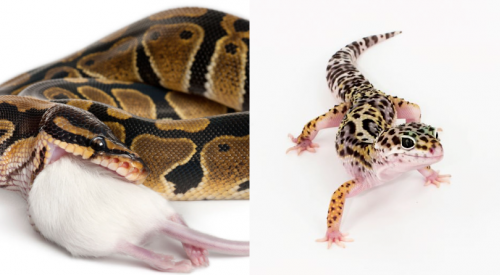 Deadly salmonella outbreaks linked to geckos, snakes and rodents declared over